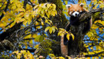 Wild Asia 3D