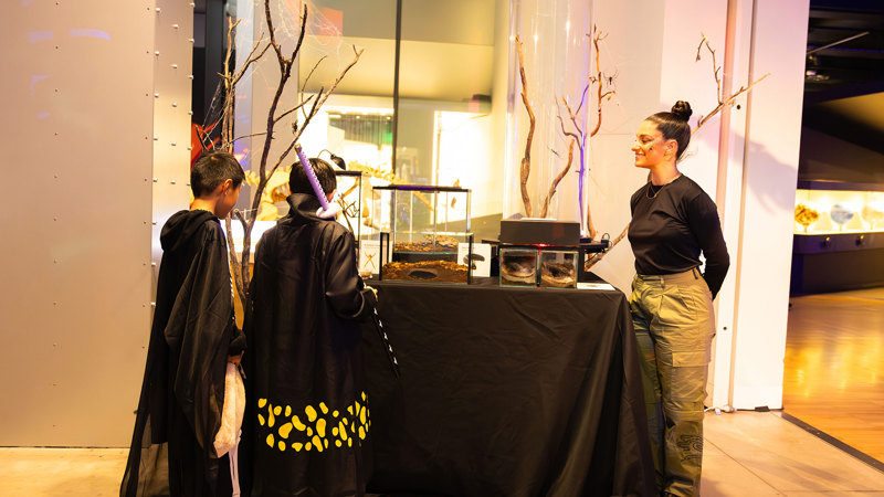 Children being show live exhibits during Halloween at the Museum.