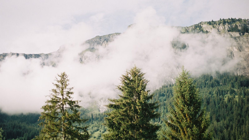 Evergreen trees in the foreground with a mountain and forested hillside behind, partly covered by low cloud. 