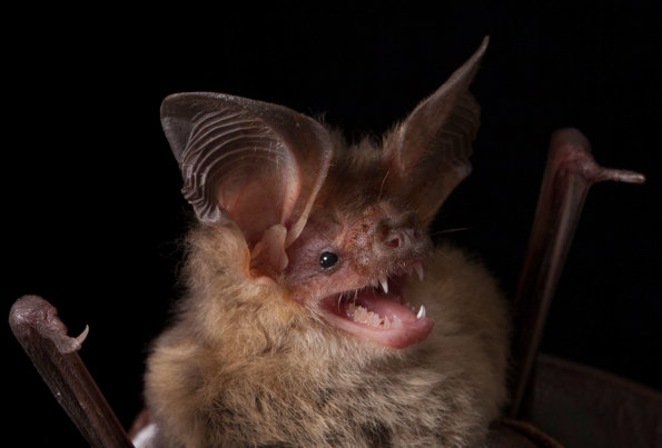 Gould's long-eared bat on black background.