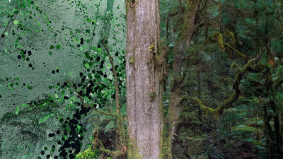 Bob Brown next to a giant tree of the rainforest.