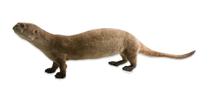 A taxidermy Otter that has a sad facial express.