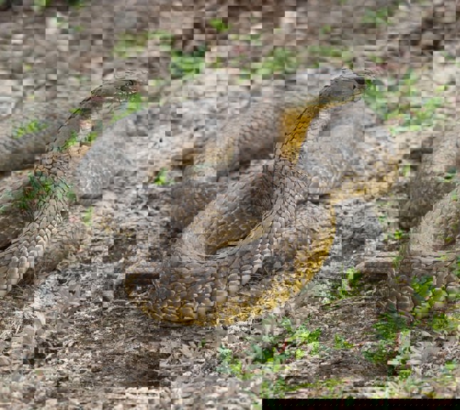 Tiger Snake