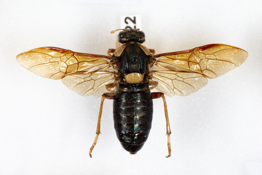 Perga dorsalis, Adult Steel-blue Sawfly