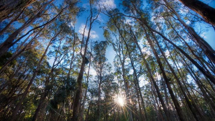 Looking up through the tree canopy with the sun low in the sky.