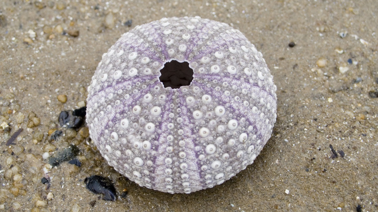 The test or skeleton of a dead sea urchin