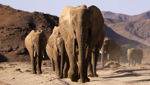Elephants 3D
