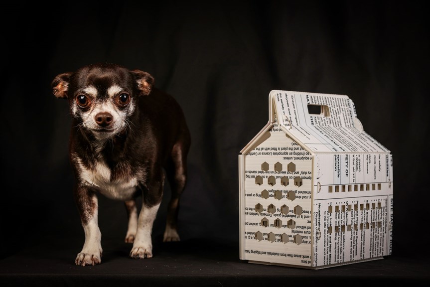 Chihuahua stands next to a corflute pet carrier.