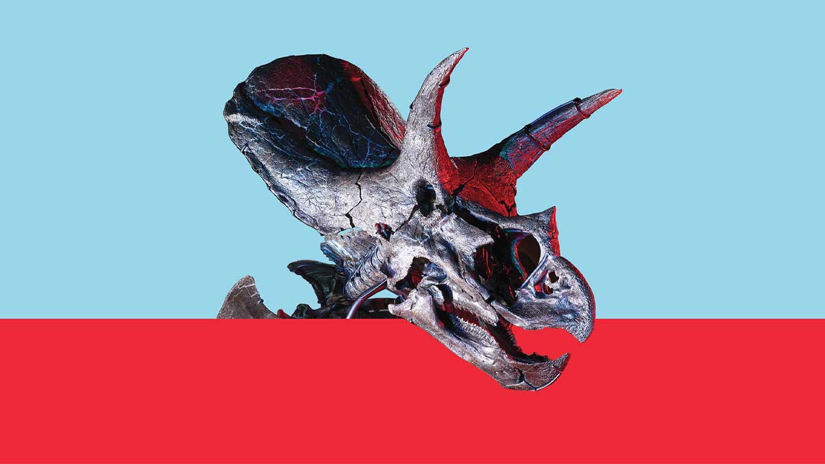 The fossilised head of Horrius the triceratops on a red and blue background.
