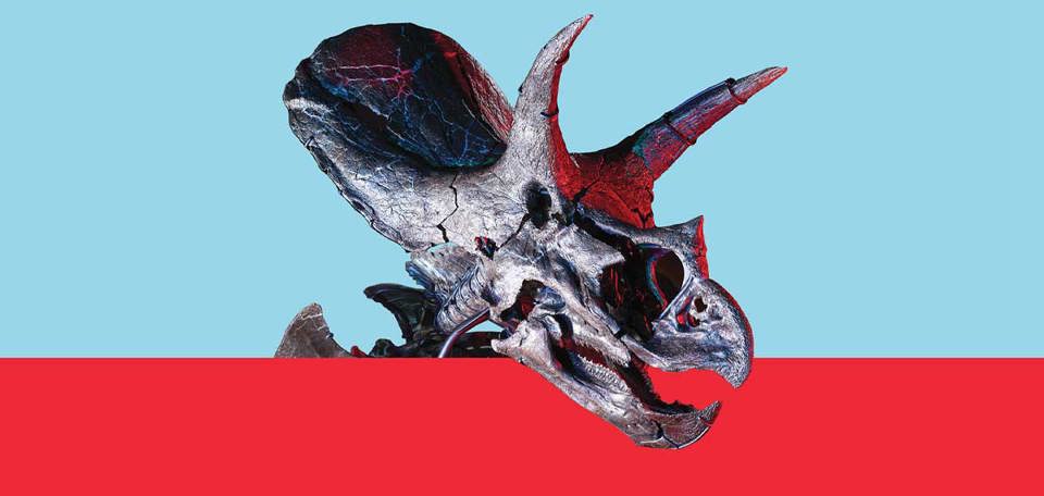 The fossilised head of Horrius the triceratops on a red and blue background.