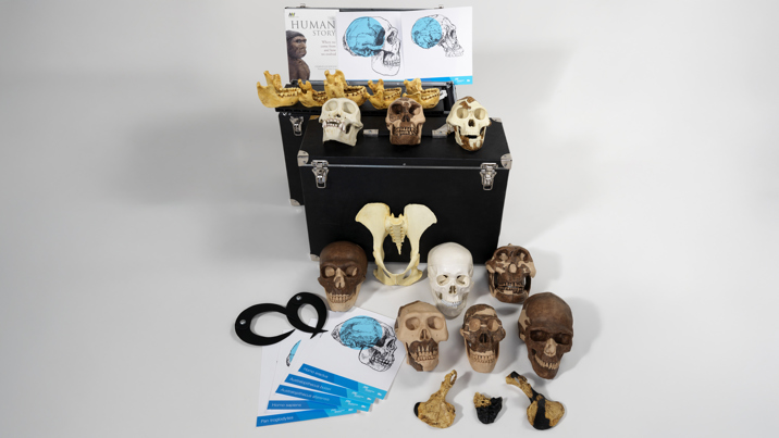 The human story learning kit containing human skull models used in outreach programs