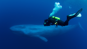 A diver swimming alongside a blue whale.