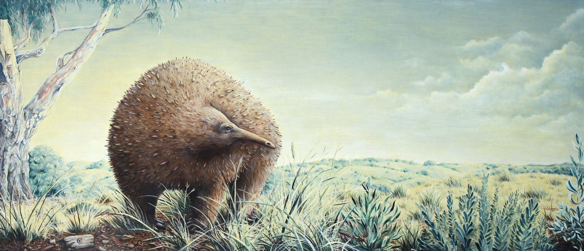 An extinct echidna the size of a small child once roamed Victoria, new fossil shows
