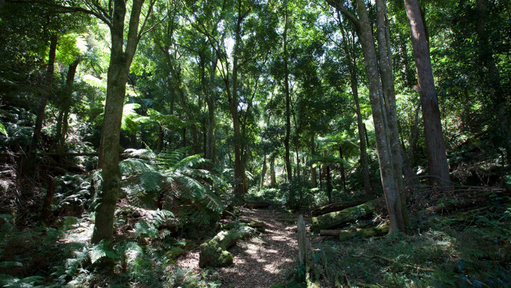 A beautiful lush rainforest