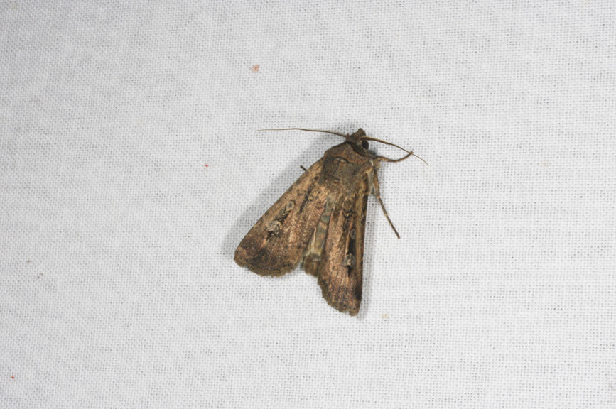Bogong Moth
