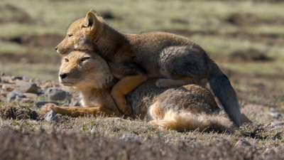 Foxes cubs lying on each other.