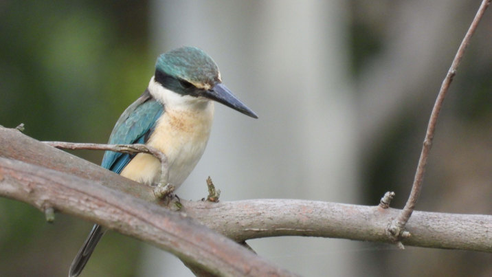 A beautiful bird on a branch