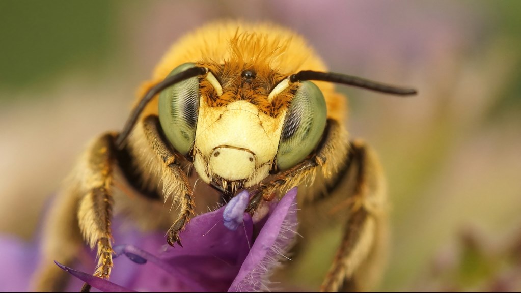 Macro close up of a bee on a flower. 