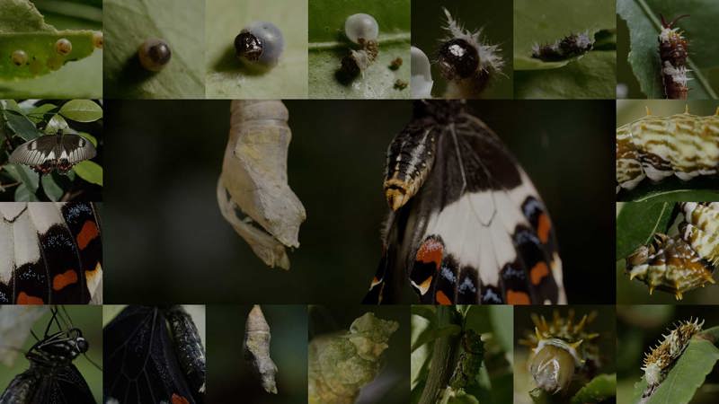 Metamorphosis – Learning Lab