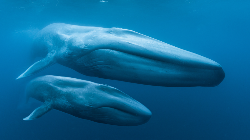 Blue Whales 3D