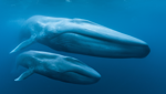 Blue Whales 3D