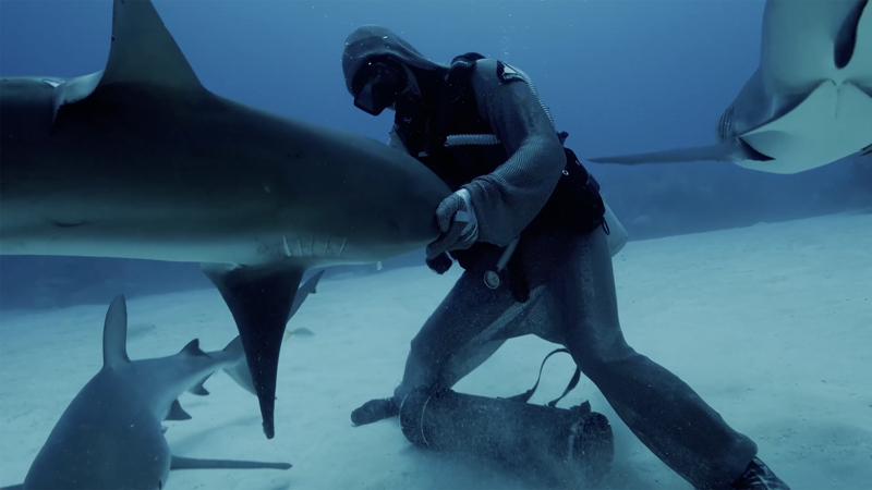 Diver removing fish hooks from sharks