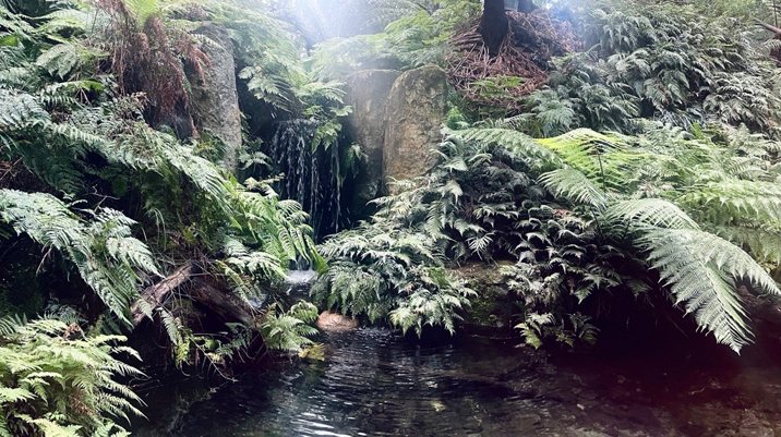 Pool of water surrounded by ferns in the forest gallery
