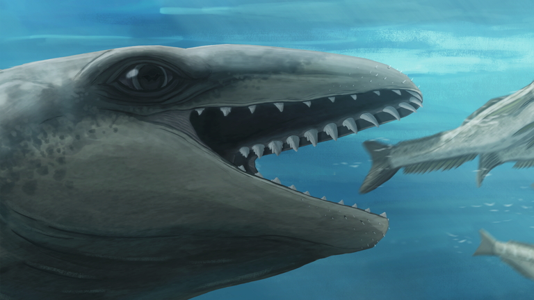 An illustration of a whale with large eyes and sharp teeth