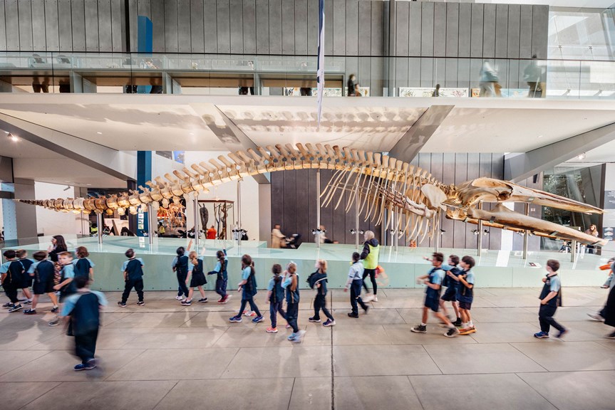 A group of students walking past the real skeleton on a Blue Whale, which is 18.7 metres long!