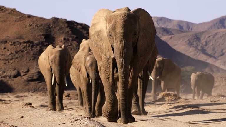 A herd of desert elephants walking towards the camera