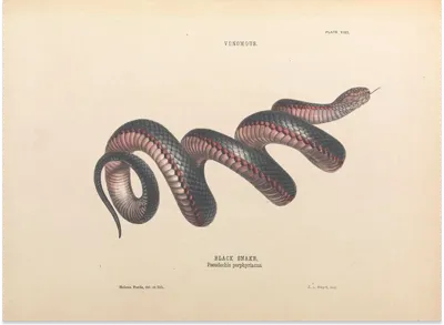 Scientific illustration of a black snake shown coiled on a cream background.