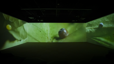 Metamorphosis in the Learning Lab at Melbourne Museum
