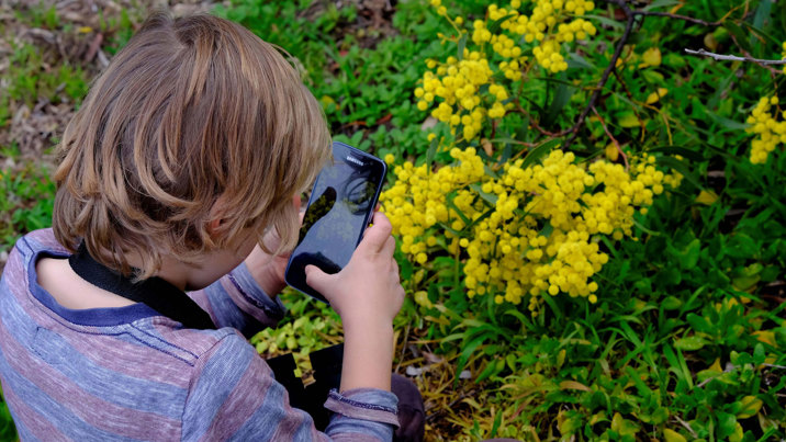 Ollie observes nature on Wadawurrung Country, small child with phone and wattles