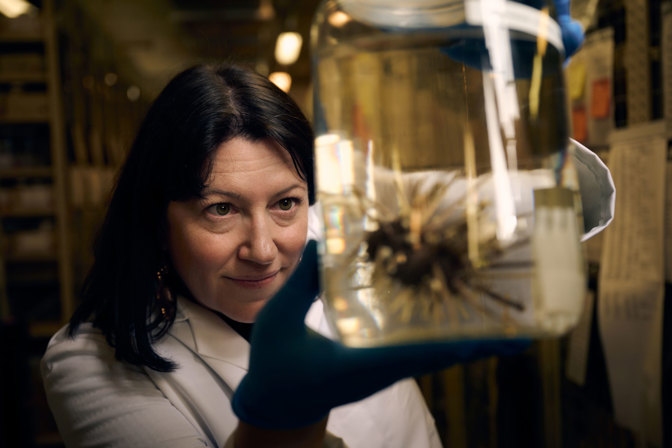 Researcher wearing protective gloves inspecting a preserved specimen in a large container within museum collection storage.