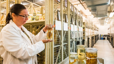 Collection staff member in a laboratory coat holding a preserved specimen jar beside museum storage shelving.