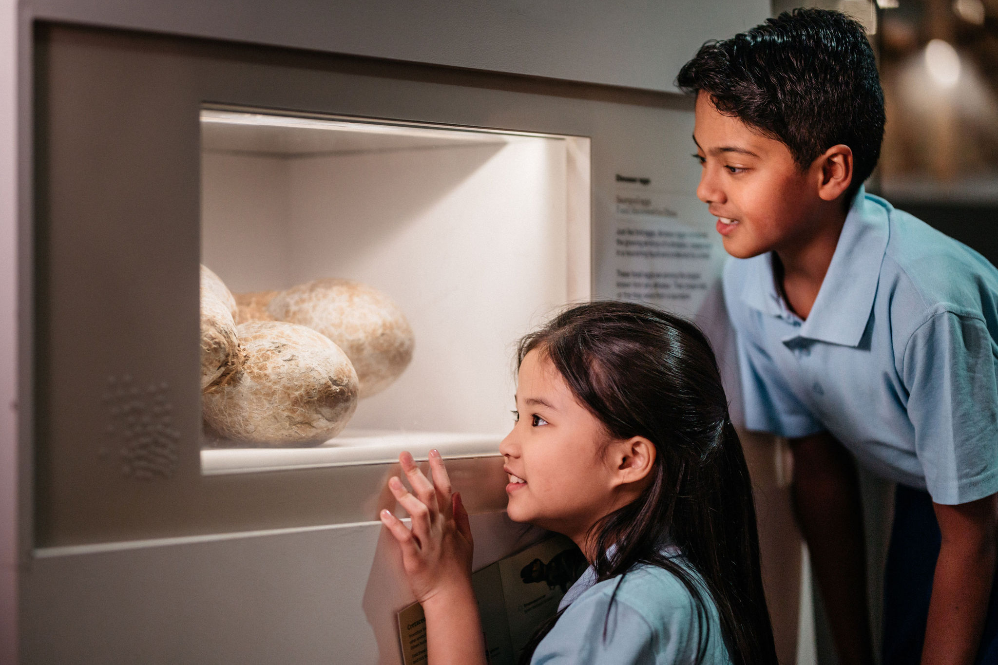 Two children looking at real fossilised dinosaur eggs that were laid by a giant long neck dinosaur.  