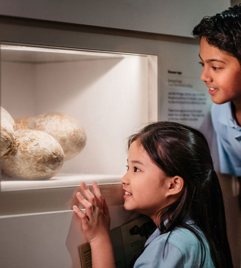 Two children looking at real fossilised dinosaur eggs that were laid by a giant long neck dinosaur.