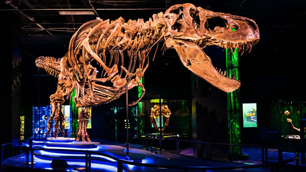 Victoria the T. rex fossilised skeleton 