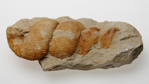Fossil of an ammonite, Bostrychoceras polyplocum