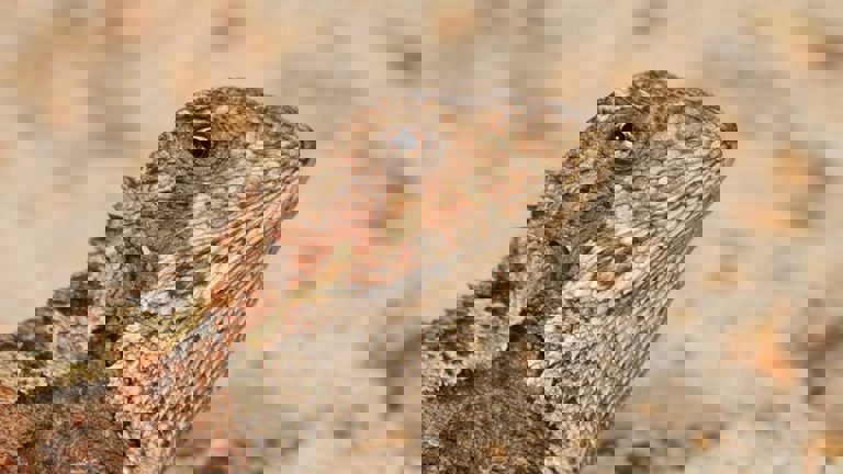 a close up image of a scaly lizard looking at the camera