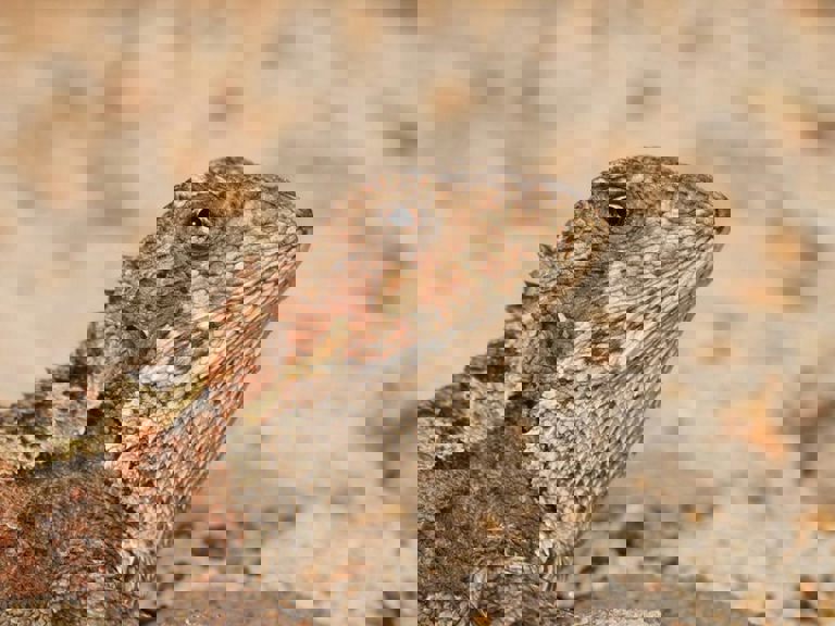 a close up image of a scaly lizard looking at the camera