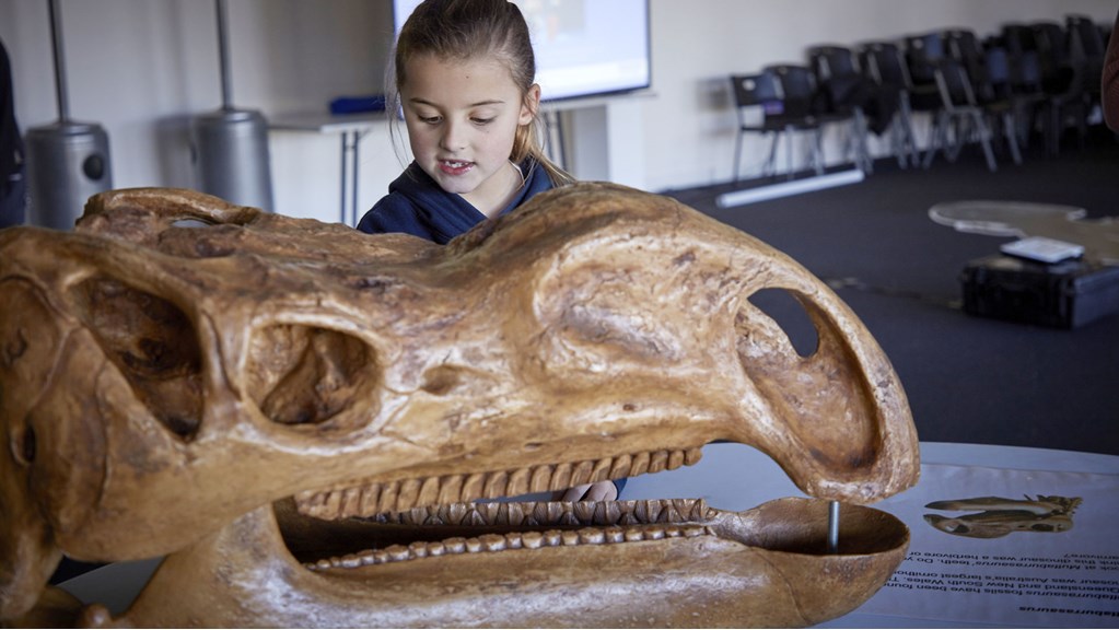 Child looks upon a skull of a <em>Muttaburrasaurus</em>.
