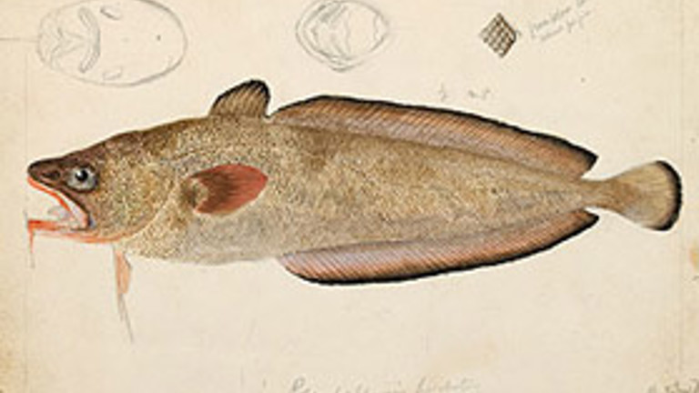Historical Cod Fish Historical Voices - Museums Victoria