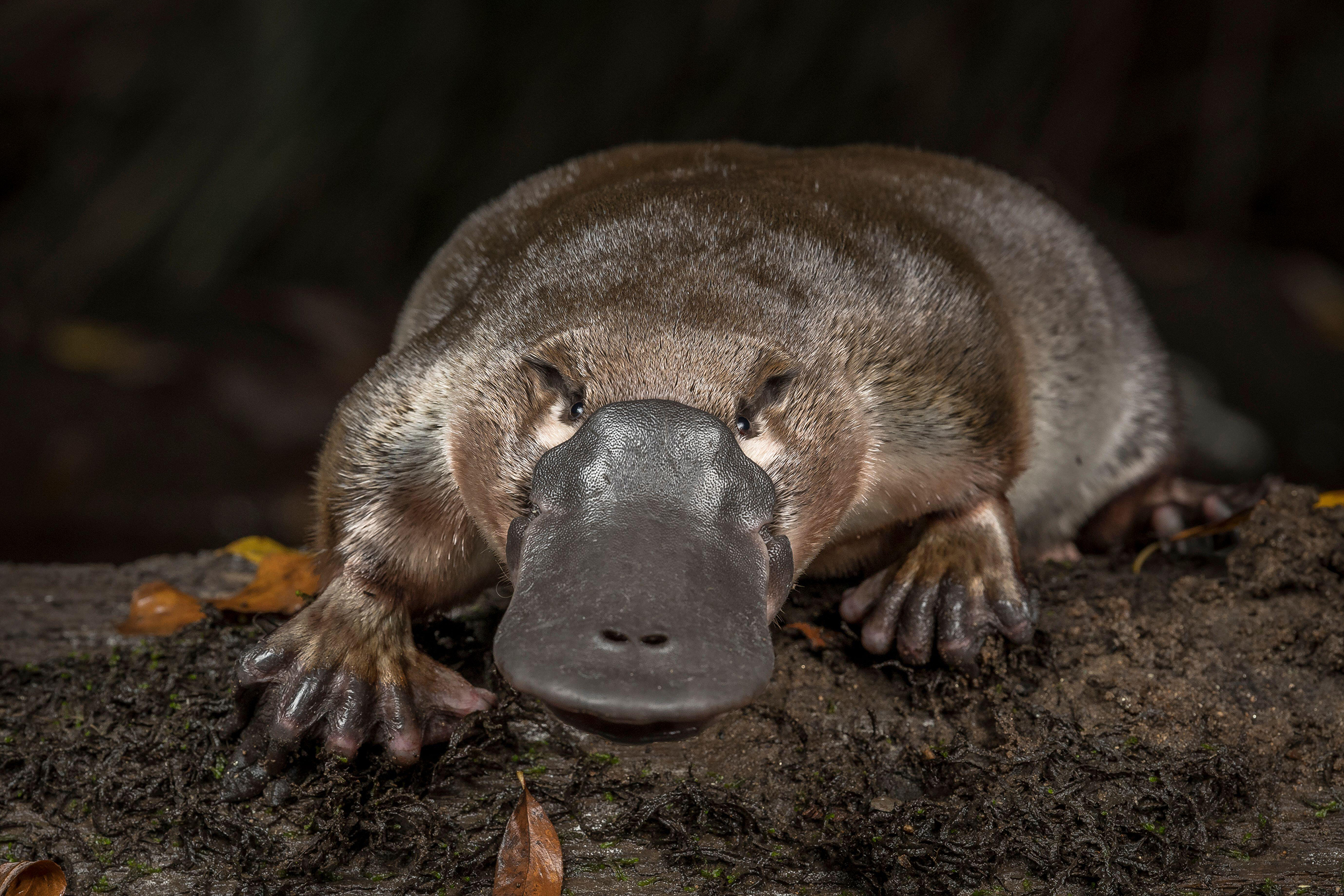 The platypus: a unique and vulnerable Australian