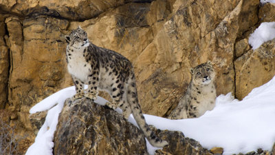 A snow leopard standing on a rocky ledge