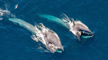 Two blue whales coming to the surface to feed.