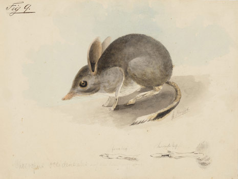 A sketch of Chaeropus occidentalis, a small mouse-like native Australian marsupial. 
