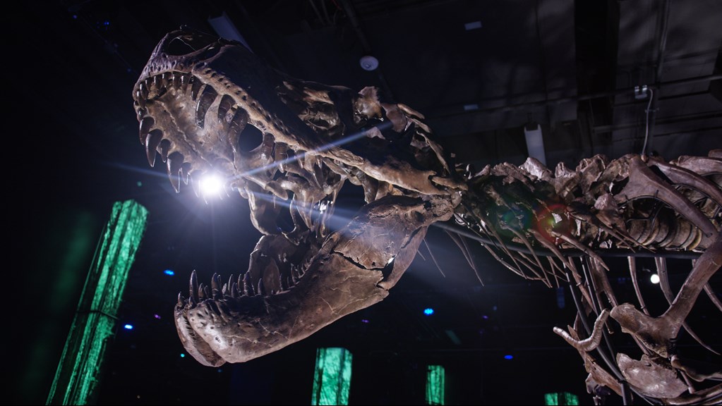 Fossilised skeleton of T. rex with blue and green neon staging. 