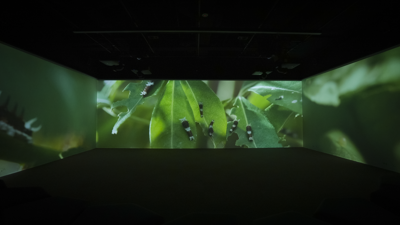Scenes showing small caterpillars from Metamorphosis in the Learning Lab at Melbourne Museum