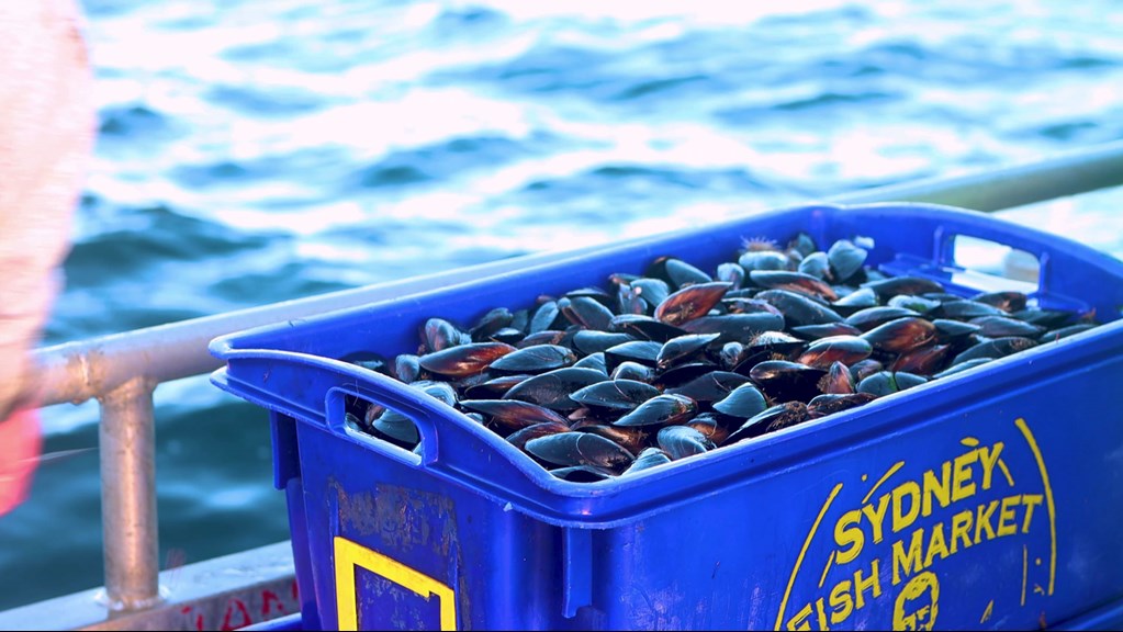 A crate full of mussels with the ocean visible in the background. The side of the crate says 'Sydney Fish Market'.